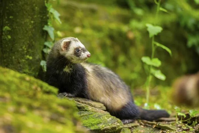 Framed Print : Ferret (Mustela putorius furo) on an old tree trunk