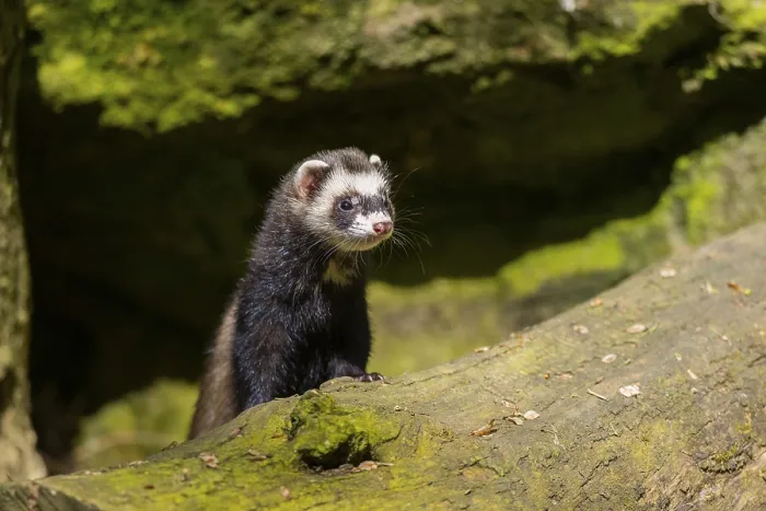 Framed Print : Ferret (Mustela putorius furo) on an old tree trunk
