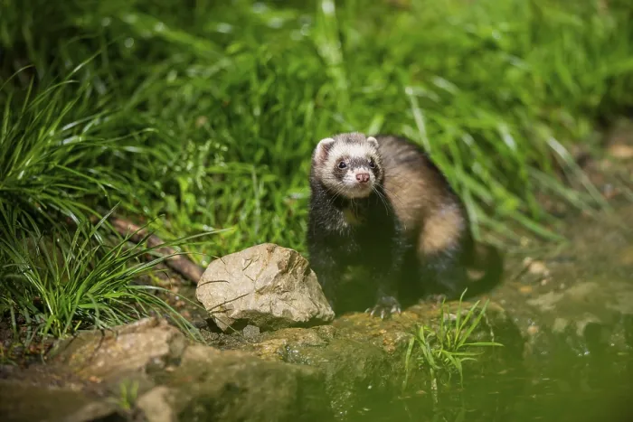 Framed Print : Ferret (Mustela putorius furo) on a rock Framed Print : Ferret (Mustela putorius furo) on a rock
