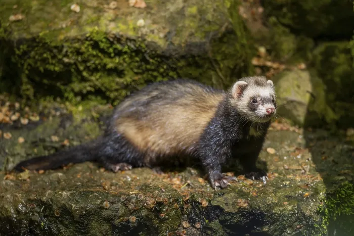 Framed Print : Ferret (Mustela putorius furo) on a rock