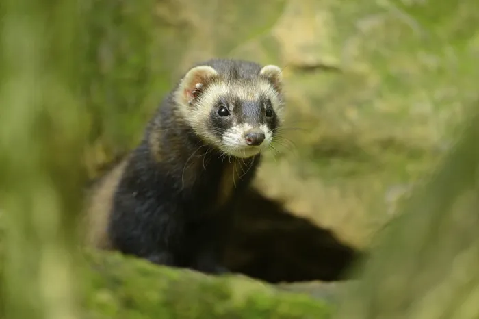 Framed Print : Ferret (Mustela putorius) stands on a rock