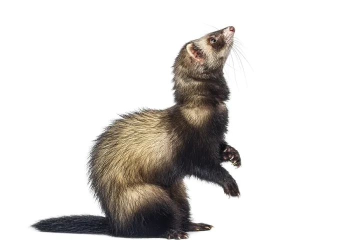 Framed Print : Ferret standing on hind legs, looking up with curiosity on a white background Framed Print : Ferret standing on hind legs, looking up with curiosity on a white background