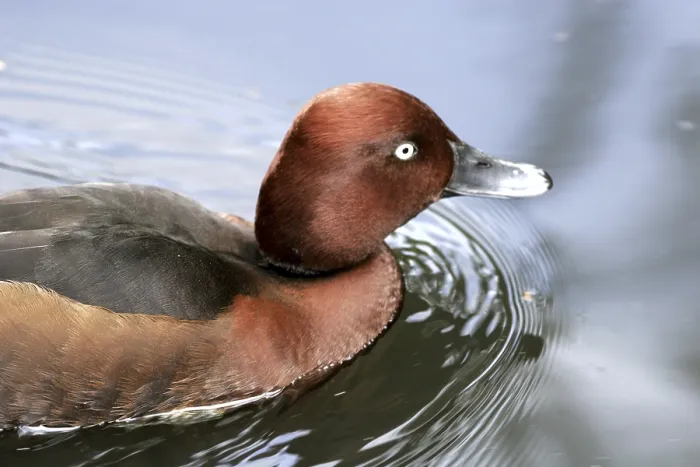 Framed Print : Ferruginous Duck (Aythya nyroca)