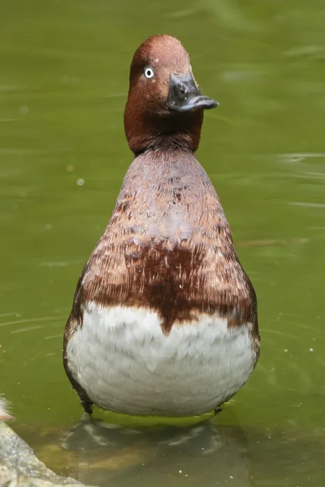 Framed Print : Ferruginous Duck (Aythya nyroca) Framed Print : Ferruginous Duck (Aythya nyroca)