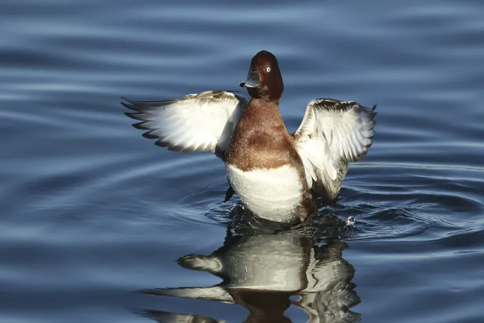 Framed Print : Ferruginous Duck (Aythya nyroca)