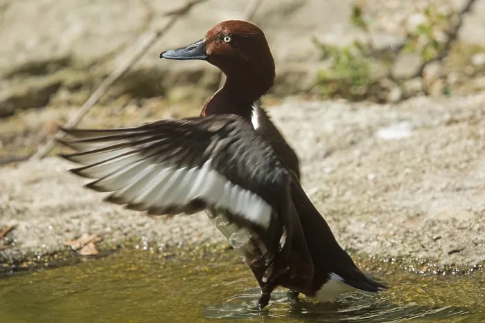Framed Print : Ferruginous Duck (Aythya nyroca) Framed Print : Ferruginous Duck (Aythya nyroca)