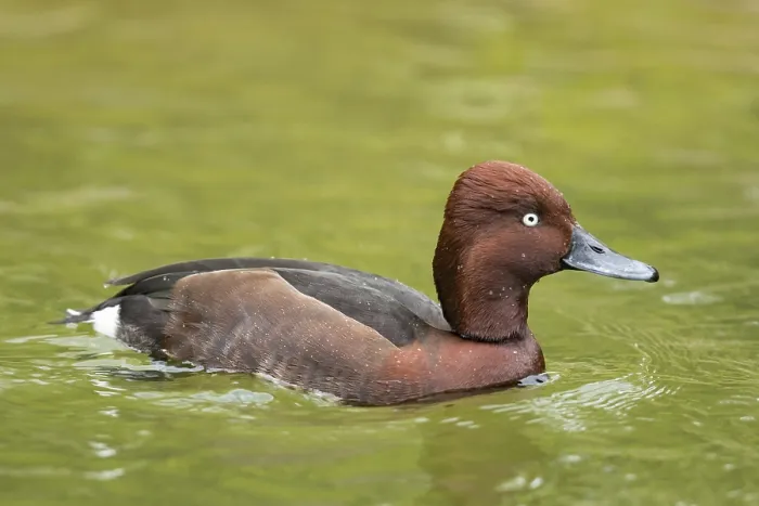 Framed Print : Ferruginous Duck (Aythya nyroca)