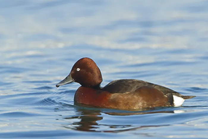 Framed Print : Ferruginous Duck, (Aythya nyroca) Framed Print : Ferruginous Duck, (Aythya nyroca)