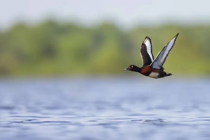 Framed Print : Ferruginous Duck, Ferruginous Pochard