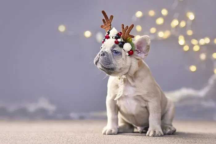 Framed Print : Festive French Bulldog dog puppy wearing a seasonal Christmas reindeer antler headband with autumn berries sitting Framed Print : Festive French Bulldog dog puppy wearing a seasonal Christmas reindeer antler headband with autumn berries sitting