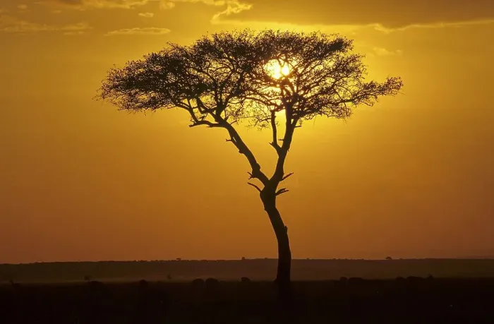 Framed Print : Fever acacia at sunset