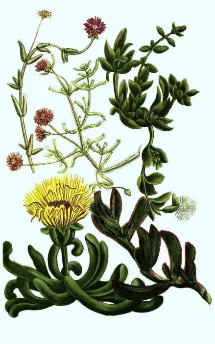 Framed Print : Ficoides africana procumbens, erecta Framed Print : Ficoides africana procumbens, erecta