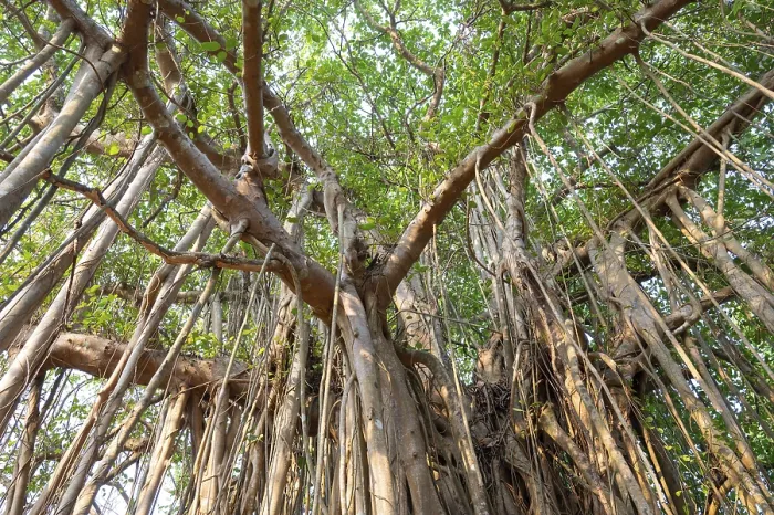Framed Print : Ficus benghalensis, banyan fig