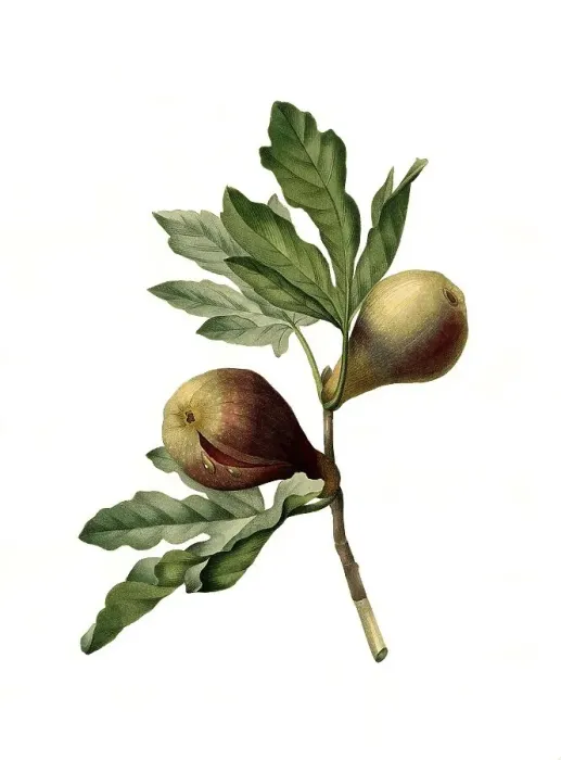 Framed Print : Ficus (Ficus carica), Feige, Feigenbaum