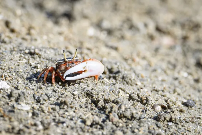 Framed Print : Fiddler crabs, Ghost crabs orange red small male sea crab colorful Framed Print : Fiddler crabs, Ghost crabs orange red small male sea crab colorful