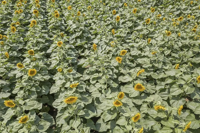 Framed Print : Field of blooming sunflowers. Sunflowers Field Framed Print : Field of blooming sunflowers. Sunflowers Field