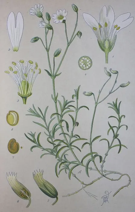 Framed Print : Field chickweed (Cerastium arvense) Framed Print : Field chickweed (Cerastium arvense)