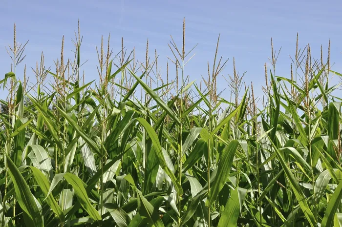 Framed Print : Field of corn