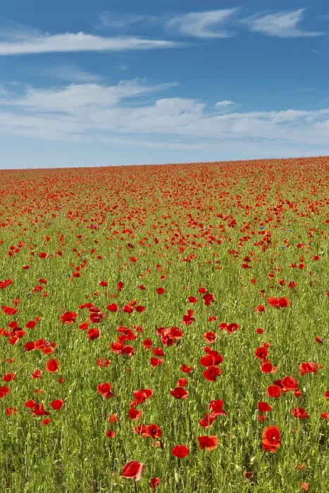 Framed Print : Field with corn poppies (Papaver rhoeas)