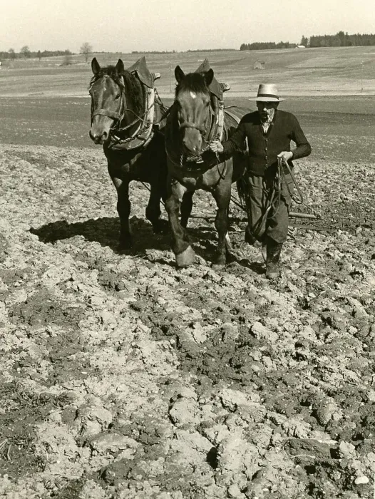 Framed Print : Field cultivation with two horses and harrow
