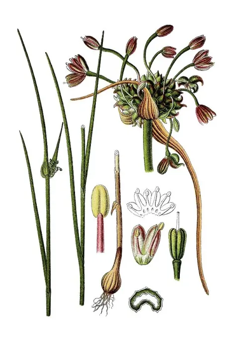 Framed Print : Field garlic (Allium oleraceum) Framed Print : Field garlic (Allium oleraceum)