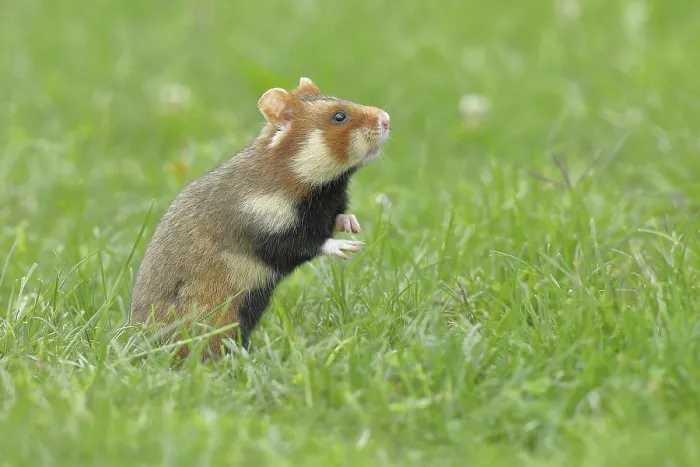 Framed Print : Field hamster (Cricetus cricetus) Framed Print : Field hamster (Cricetus cricetus)