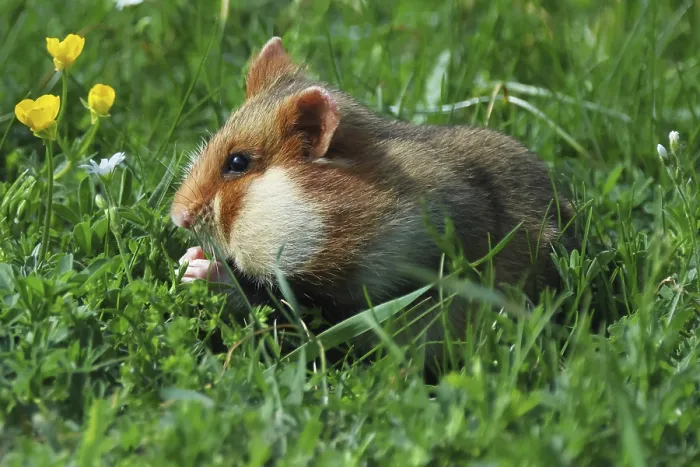 Framed Print : Field hamster, Cricetus cricetus Framed Print : Field hamster, Cricetus cricetus