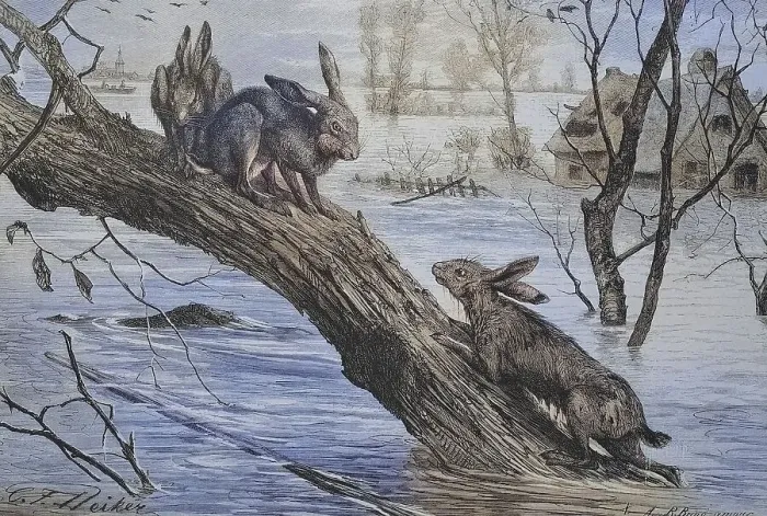 Framed Print : Field hare, Hares have taken refuge from a flood on a tree trunk