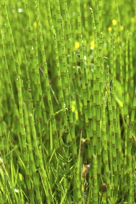 Framed Print : Field Horsetail (Equisetum arvense)