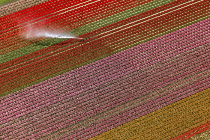 Framed Print : Field irrigation, tulip fields