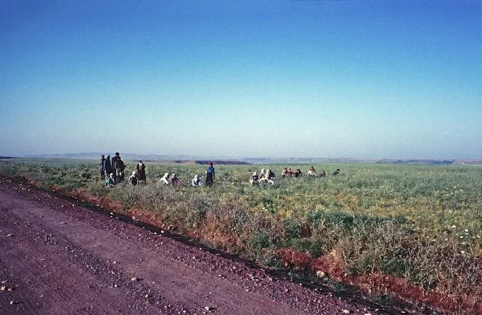Framed Print : Field labourers, Southeast Anatolia Framed Print : Field labourers, Southeast Anatolia