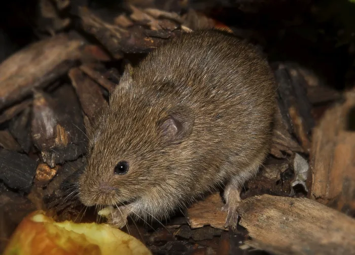 Framed Print : Field mouse Microtus arvalis' Field mouse Microtus arvalis Framed Print : Field mouse Microtus arvalis' Field mouse Microtus arvalis
