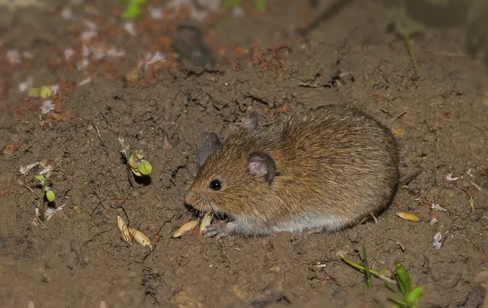 Framed Print : Field mouse Microtus arvalis' Field mouse Microtus arvalis