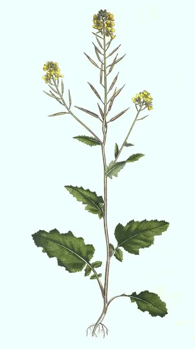 Framed Print : Field mustard (Sinapis arvensis) or field mustard Framed Print : Field mustard (Sinapis arvensis) or field mustard