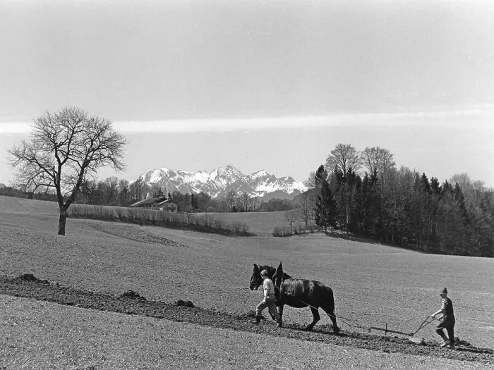 Framed Print : Field order with double plough and horse Framed Print : Field order with double plough and horse