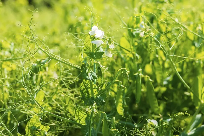Framed Print : Field with peas (Pisum) in bloom, Saxony, Germany Framed Print : Field with peas (Pisum) in bloom, Saxony, Germany