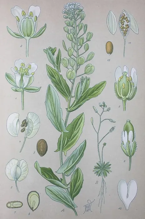 Framed Print : Field Penny-cress (Thlaspi arvense)