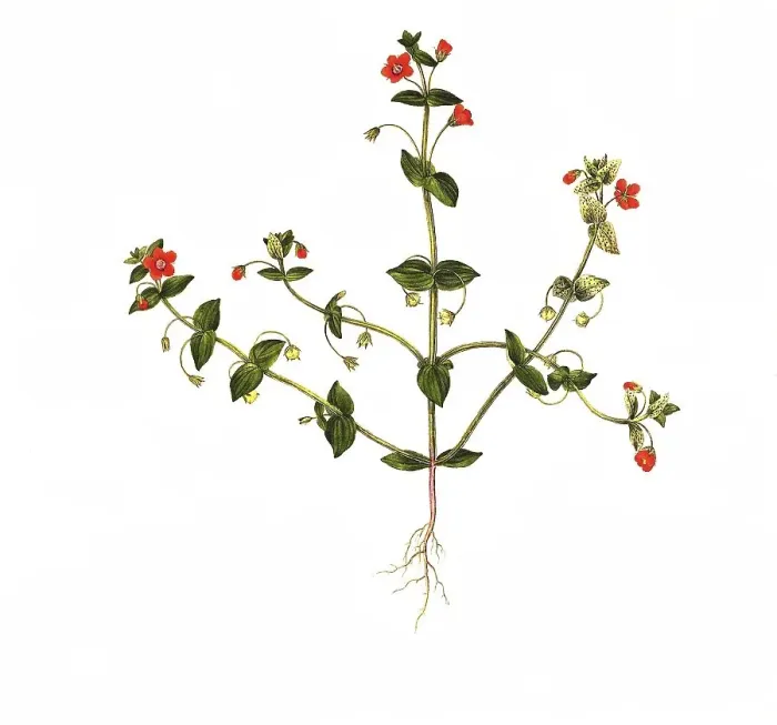 Framed Print : Field pimpernel, also called scarlet pimpernel (Anagallis arvensis) Framed Print : Field pimpernel, also called scarlet pimpernel (Anagallis arvensis)