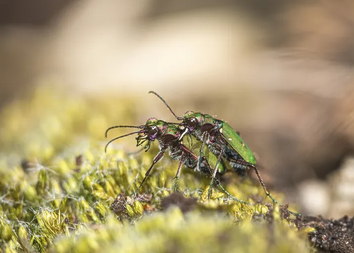 Framed Print : Two field sand beetles (Cicindela camestris) mating (copulation) Framed Print : Two field sand beetles (Cicindela camestris) mating (copulation)