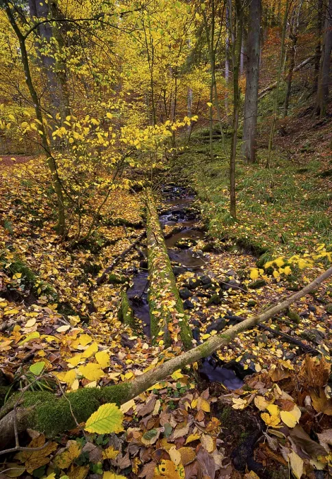Framed Print : Field stream in the Cascade Gorge with autumn leaves Framed Print : Field stream in the Cascade Gorge with autumn leaves