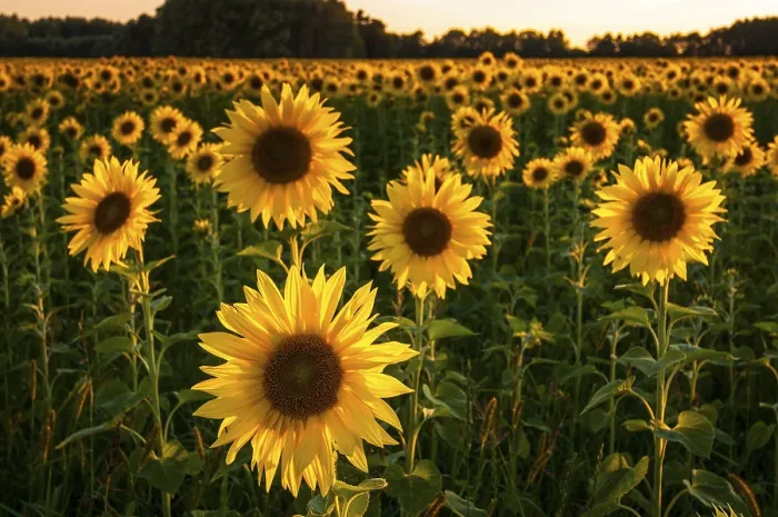 Framed Print : Field of Sunflowers (Helianthus annuus) in the evening light