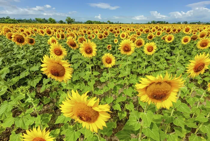Framed Print : Field of sunflowers in full spring bloom with bee pollination Framed Print : Field of sunflowers in full spring bloom with bee pollination