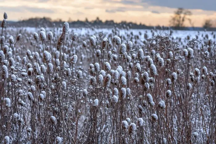 Framed Print : Field of wild teasel (Dipsacus fullonum) covered with snow bonnets