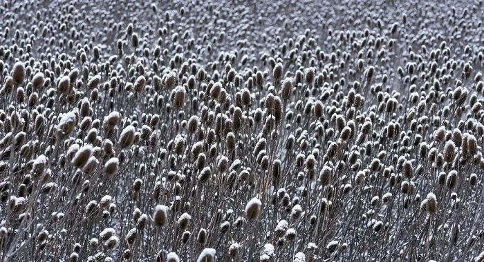 Framed Print : Field of wild teasel (Dipsacus fullonum) covered with snow bonnets Framed Print : Field of wild teasel (Dipsacus fullonum) covered with snow bonnets