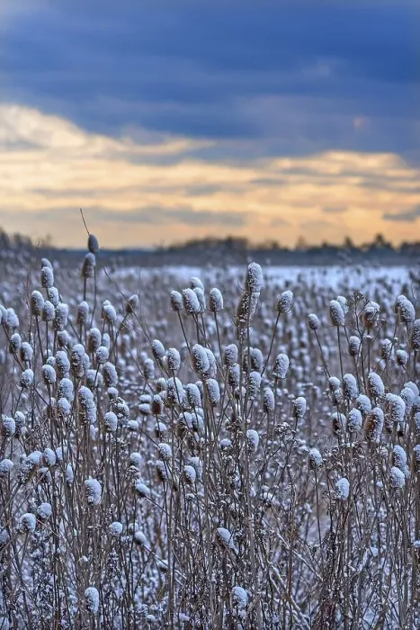Framed Print : Field of wild teasel (Dipsacus fullonum) covered with snow bonnets