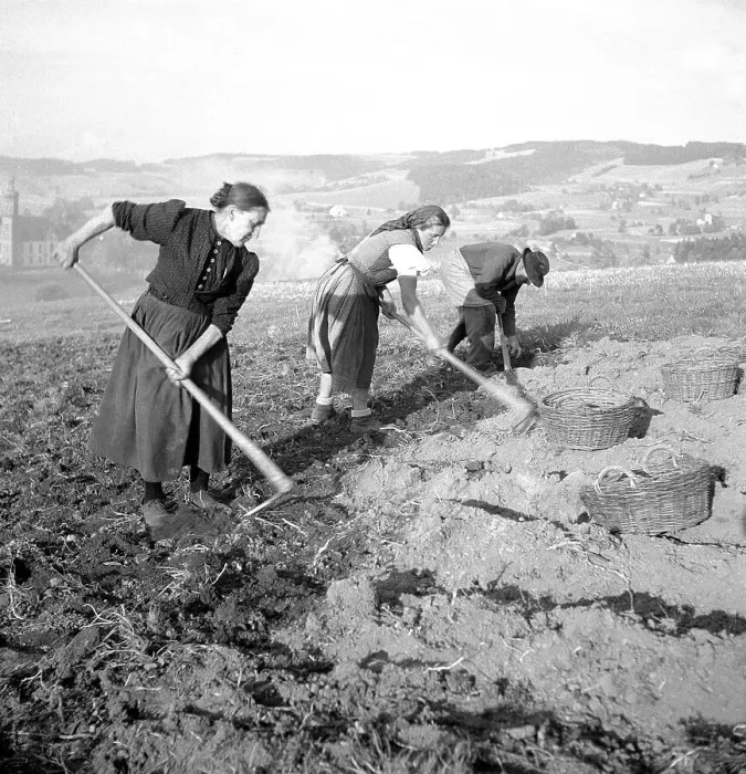 Framed Print : Field worker, farmers, agriculture, ca Framed Print : Field worker, farmers, agriculture, ca