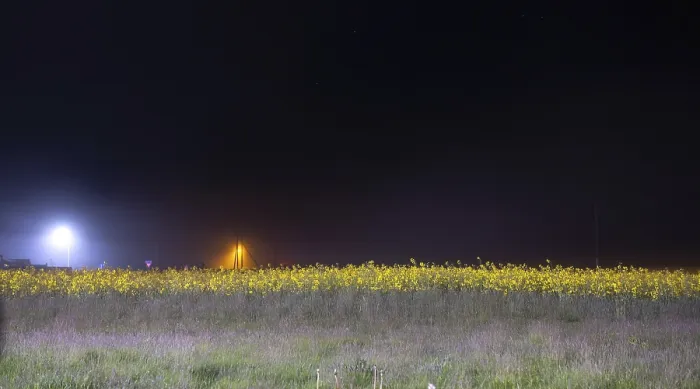 Framed Print : Field of yellow flowers illuminated by streetlights against a dark night sky Framed Print : Field of yellow flowers illuminated by streetlights against a dark night sky