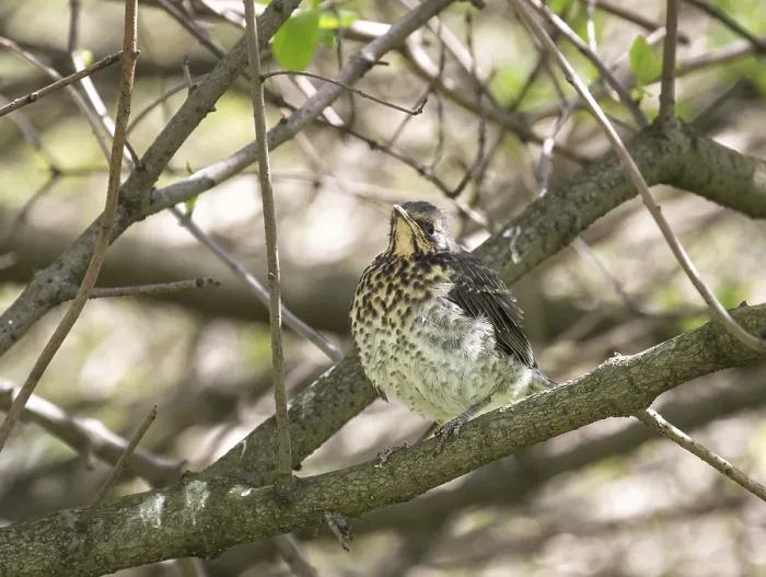 Framed Print : Fieldfare chick fledgling sitting on a bush branch Framed Print : Fieldfare chick fledgling sitting on a bush branch