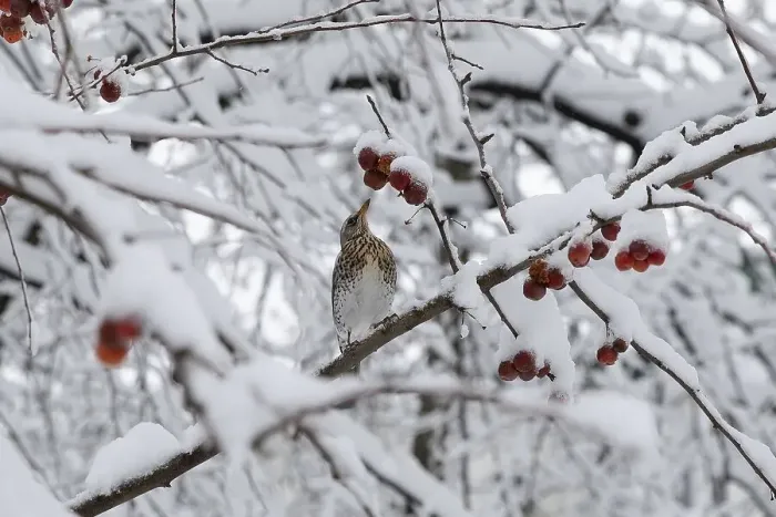 Framed Print : Fieldfare. Krasnodar. Russia