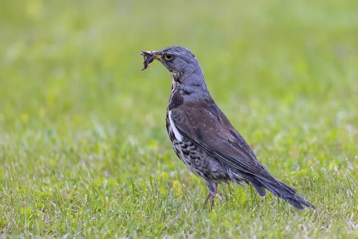 Framed Print : Fieldfare (Turdus pilaris) adult foraging in grassland